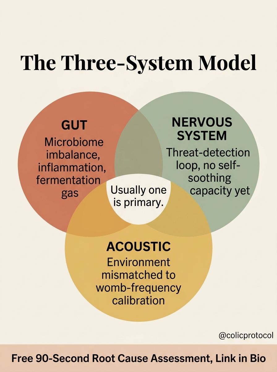 The three-system model: gut, nervous system, and acoustic, usually one is primary